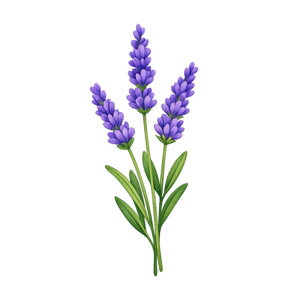 Lavendel