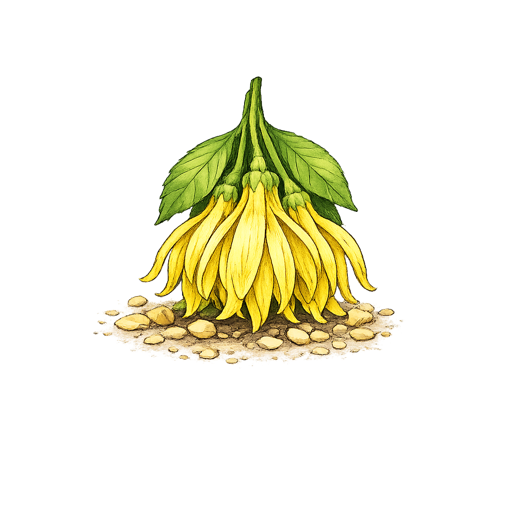 Ylang Ylang